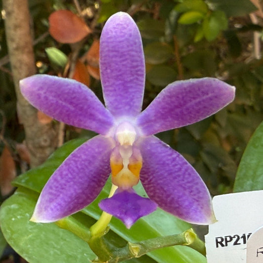 Phalaenopsis Micaels Songshan 240923-B Flowering