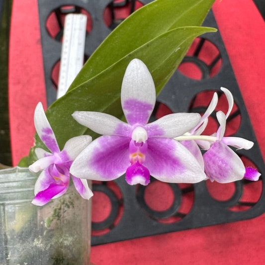 Phalaenopsis modesta 240323 Flowering 2 spikes