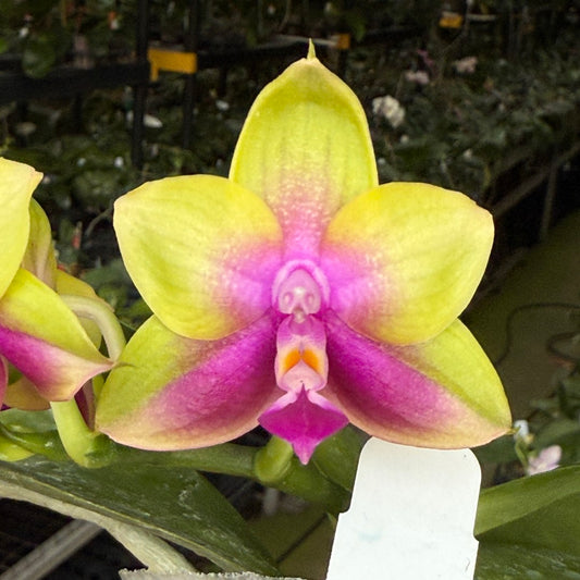 Phalaenopsis Pylo's Dragon Fire 250714 Flowering
