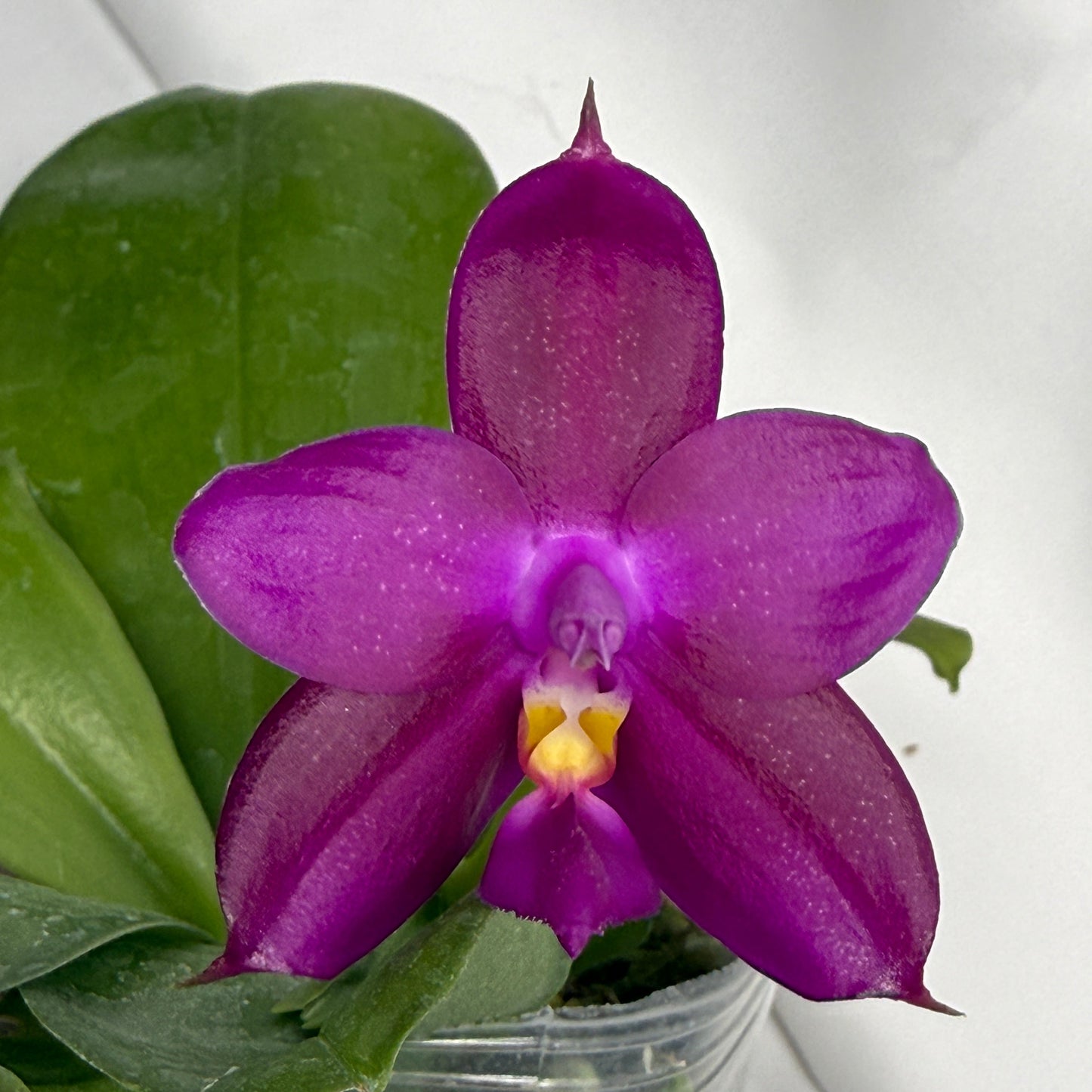 Phalaenopsis Pylo's Becky 251115 Flowering (Seed Grown)