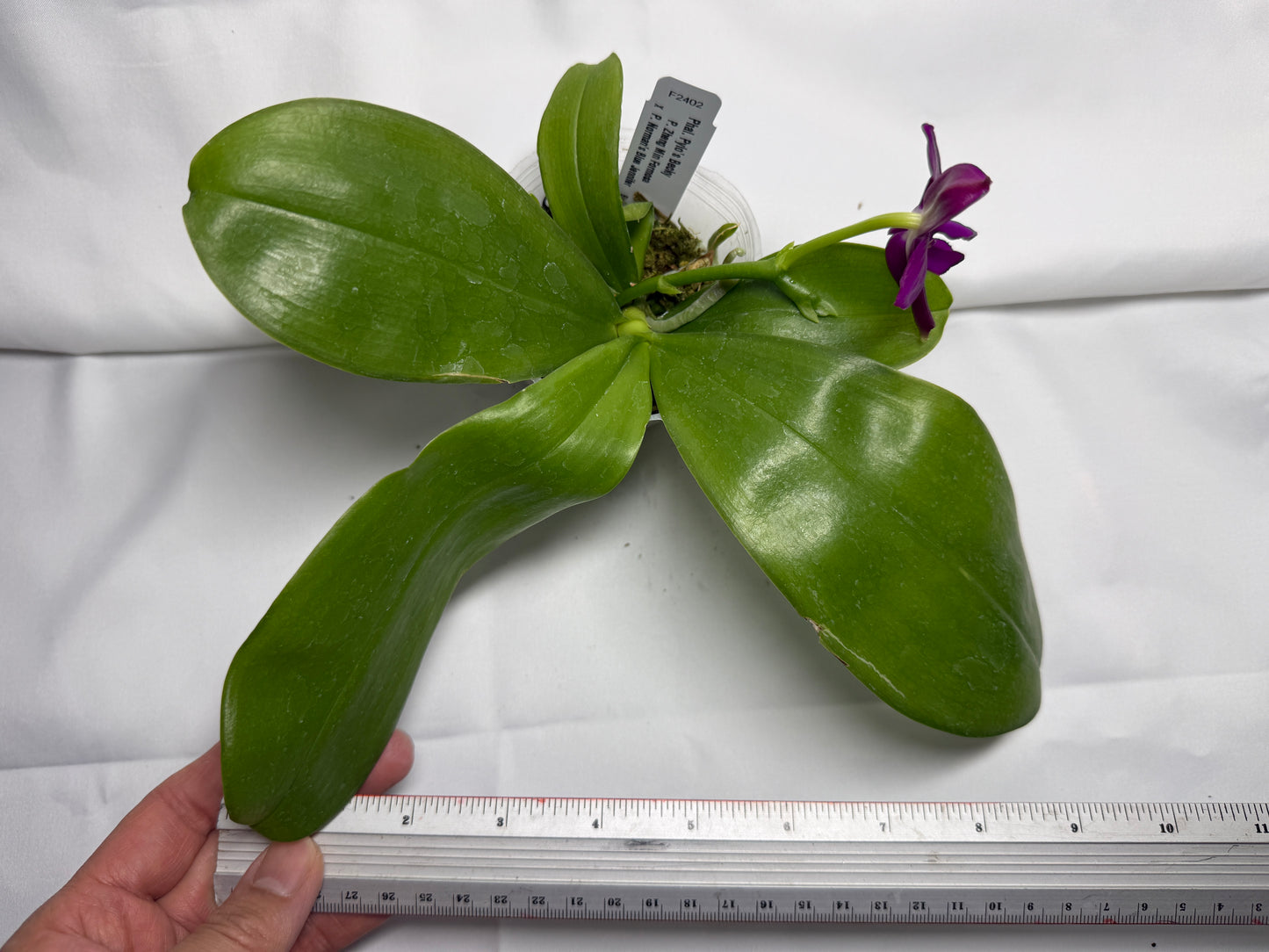 Phalaenopsis Pylo's Becky 251115 Flowering (Seed Grown)