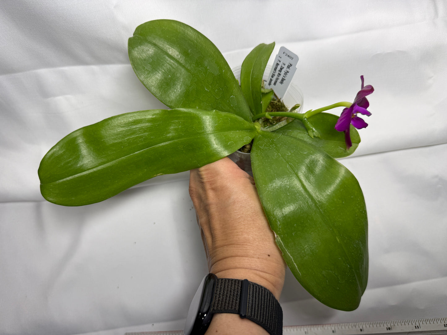 Phalaenopsis Pylo's Becky 251115 Flowering (Seed Grown)