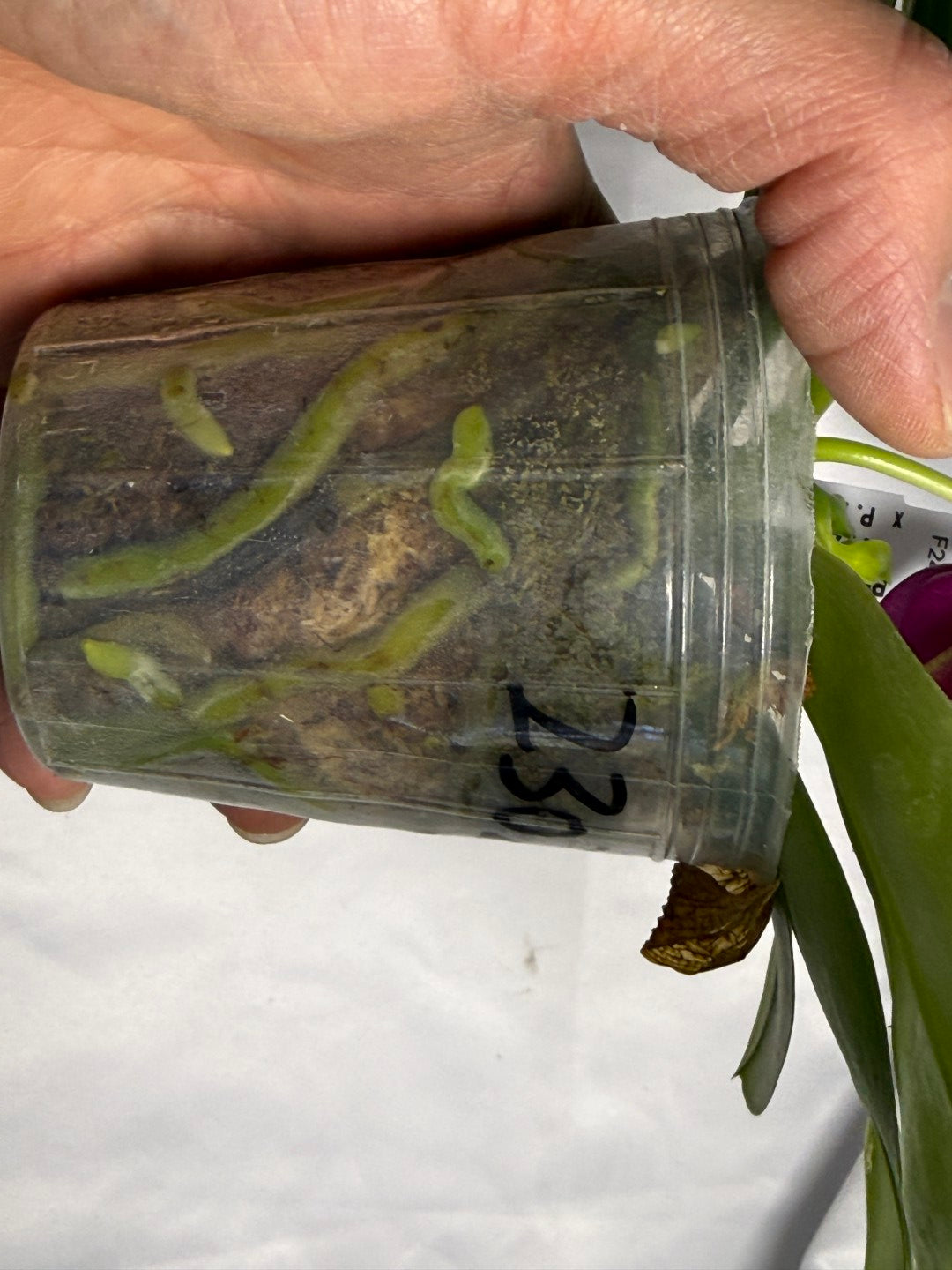 Phalaenopsis Pylo's Becky 260311 Flowering (Seed Grown)