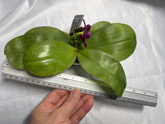 Phalaenopsis Pylo's Becky 260311 Flowering (Seed Grown)