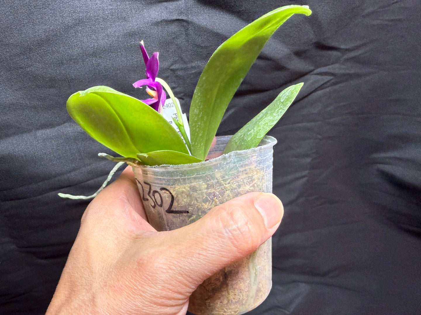F2402 Phalaenopsis Pylo's Becky 260825 Flowering