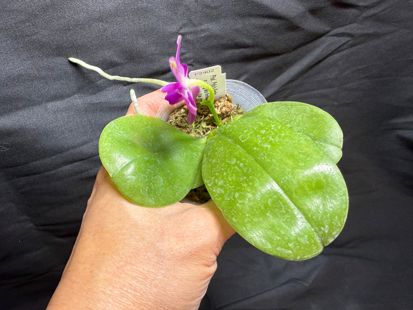F2402 Phalaenopsis Pylo's Becky 260825 Flowering
