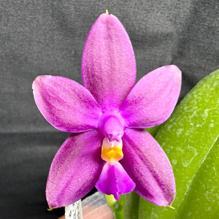F2402 Phalaenopsis Pylo's Becky 260825 Flowering