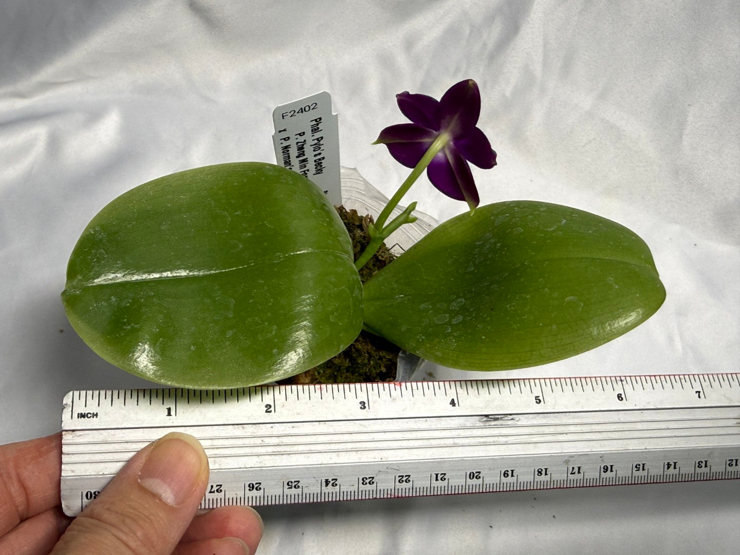F2402 Phalaenopsis Pylo's Becky 260830 Flowering