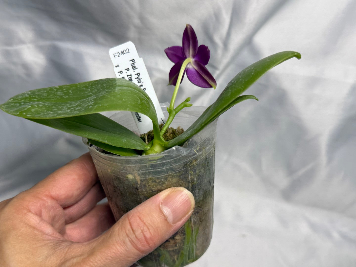 F2402 Phalaenopsis Pylo's Becky 260830 Flowering