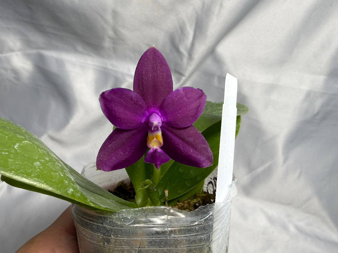 F2402 Phalaenopsis Pylo's Becky 260830 Flowering