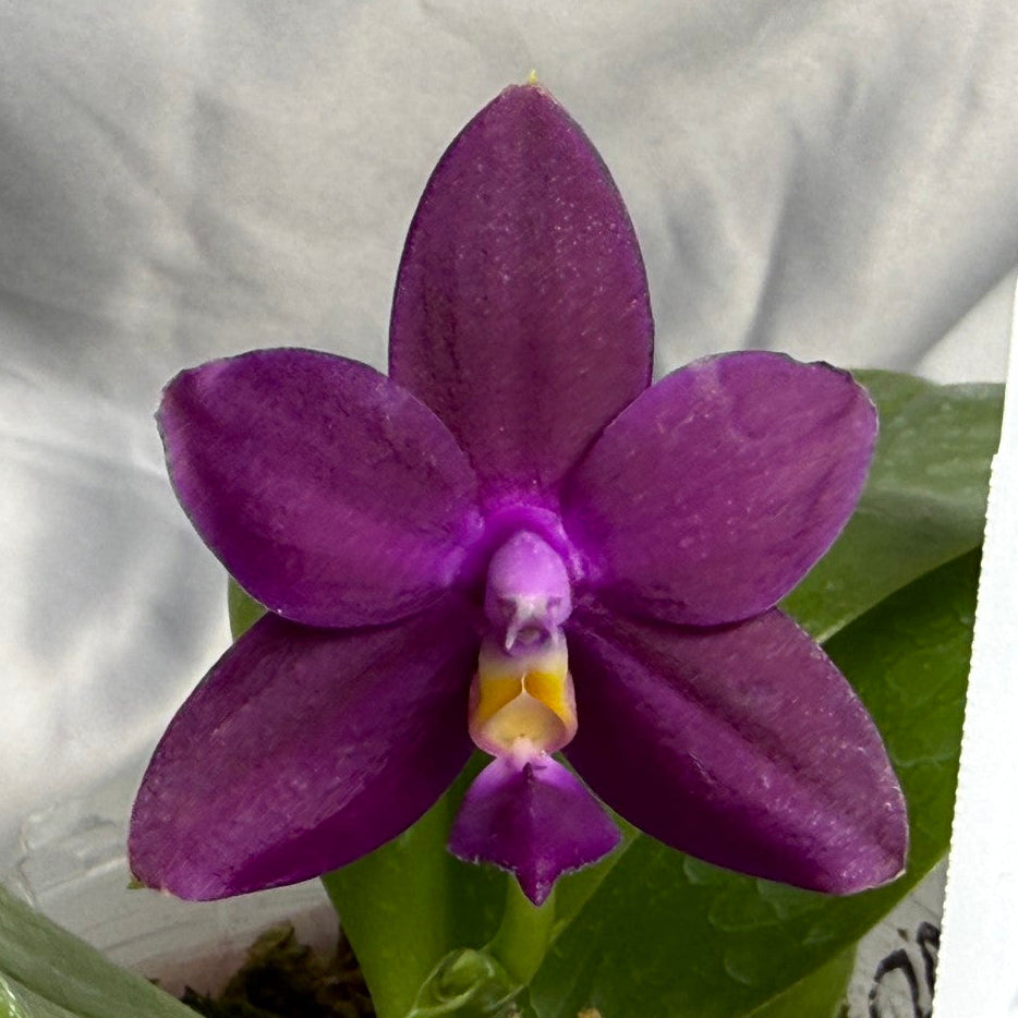 F2402 Phalaenopsis Pylo's Becky 260830 Flowering