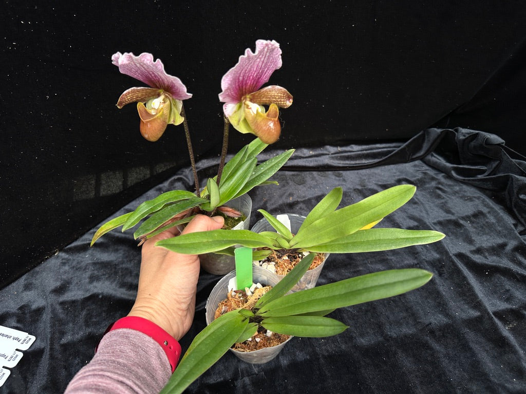 Paphiopedilum charlesworthii (Red)