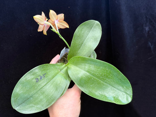 Phalaenopsis Mituo Gelb Eagle x Mituo GH King Star 250507 Flowering Seed Grown