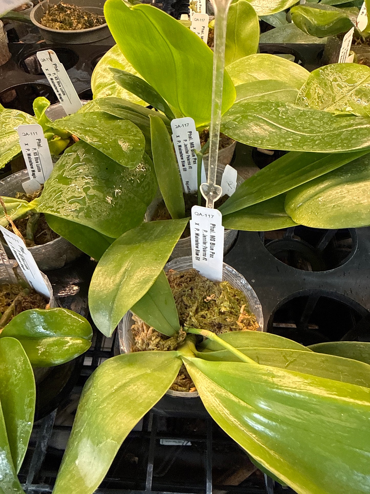 Phalaenopsis MS Blue Pax - QA-117 Seed Grown