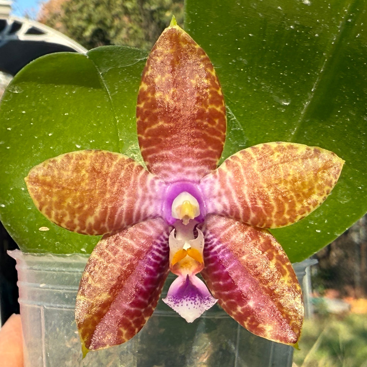 Phalaenopsis Mainshow Blue Tint x Mituo Princess QA-071 Seed Grown