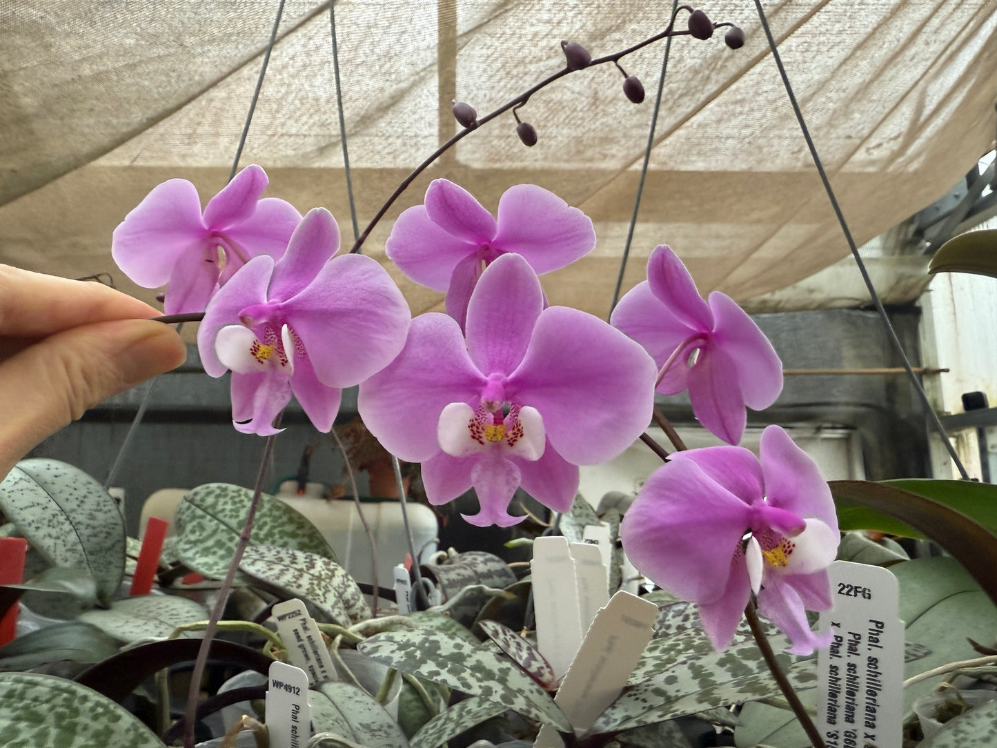 Phalaenopsis schilleriana 'Wison #210' Spiking