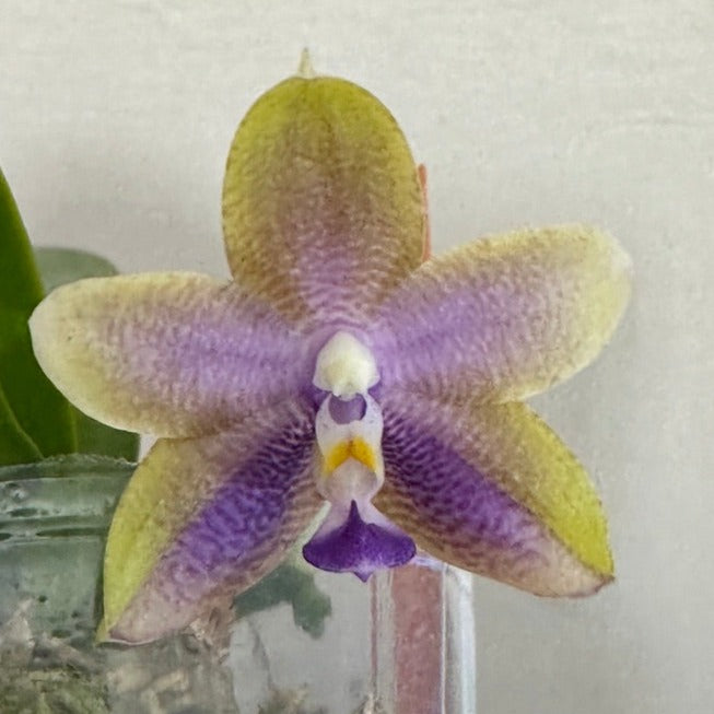 【最新入荷】 Smiley Phalaenopsis Bluebird Grown Seed Princess, Mituo x 邦楽