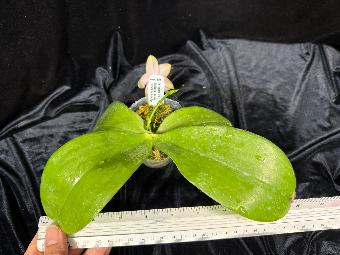 Phalaenopsis FANGtastic News 241106