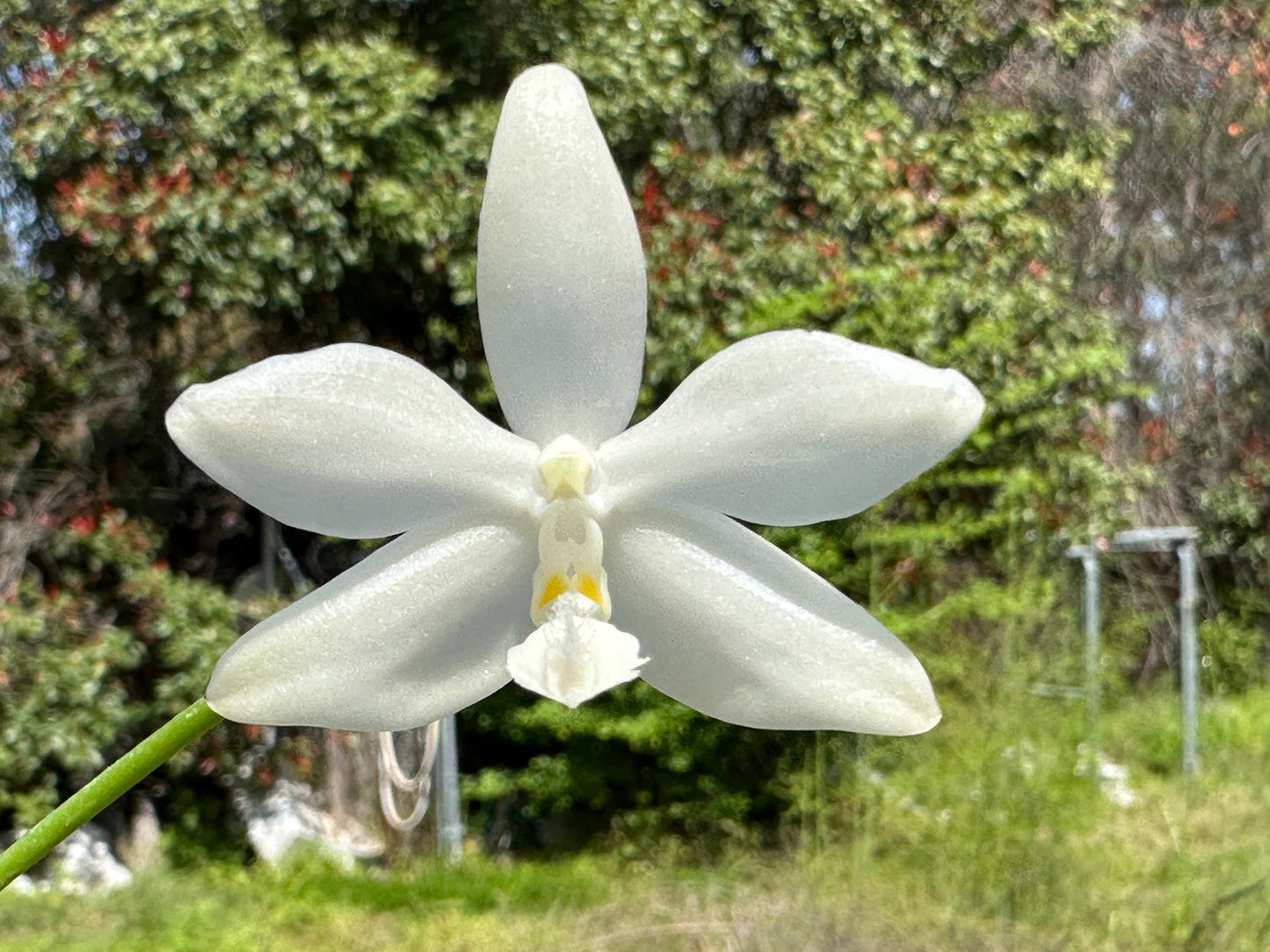 Phalaenopsis lueddemanniana fma alba 'Max-Snow Lover' Keiki mature size
