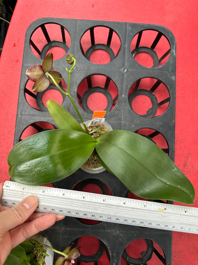 Phalaenopsis (Yaphon Black Snake x gigantea 'Mainshow') 240325 Flowering