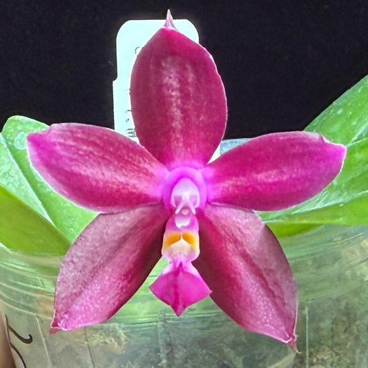 Phalaenopsis Mituo Princess x Mainshow Blue Tint 240929