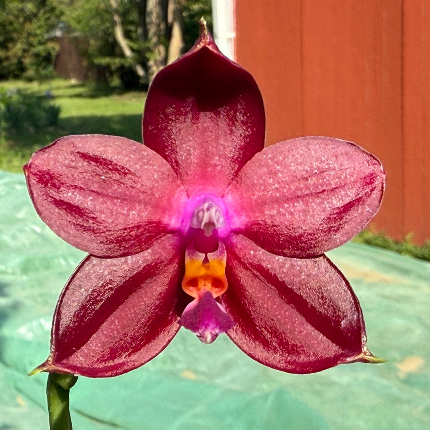 Phalaenopsis Mituo Red Smurfs - seed grown