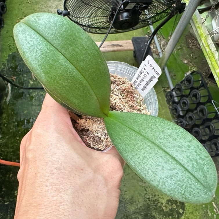 Phalaenopsis (Liu's Pixie Pink x Sogo Vivien) Seedlings