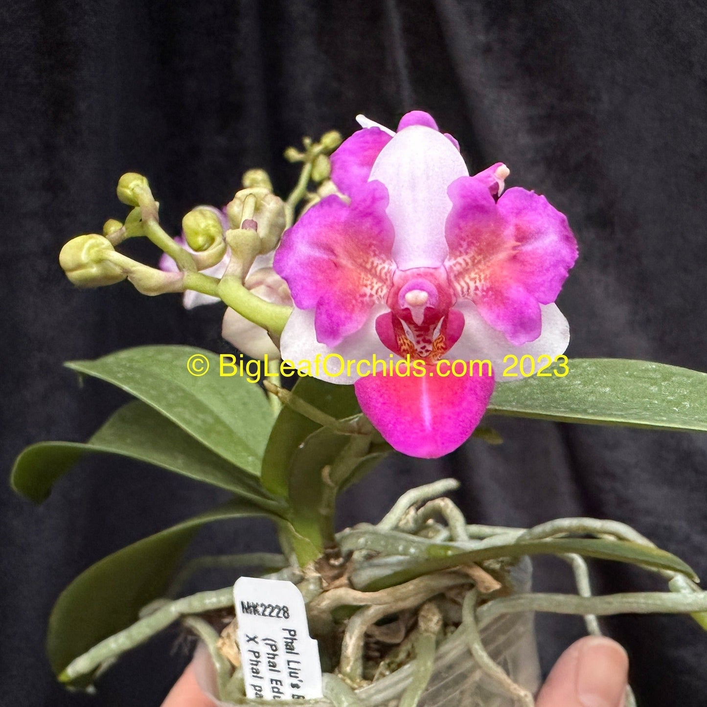Phalaenopsis Liu's Berry 'Trinity' (Peloric) 230908 Flowering