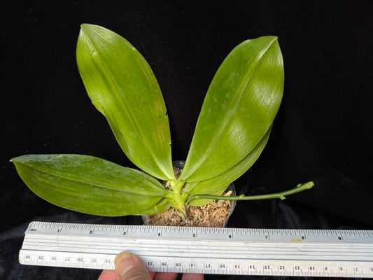 Phalaenopsis tetraspis f. Livida (blue) with variegated leaves