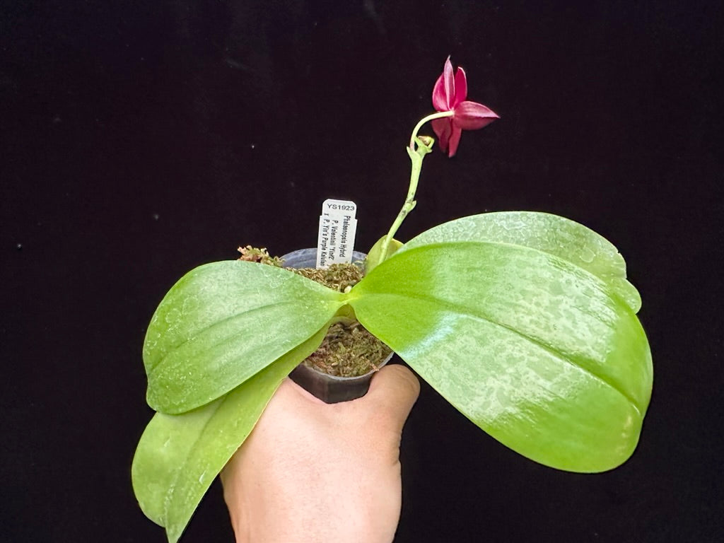 Phalaenopsis Yin's Meticulous Redpearl 230703 Flowering