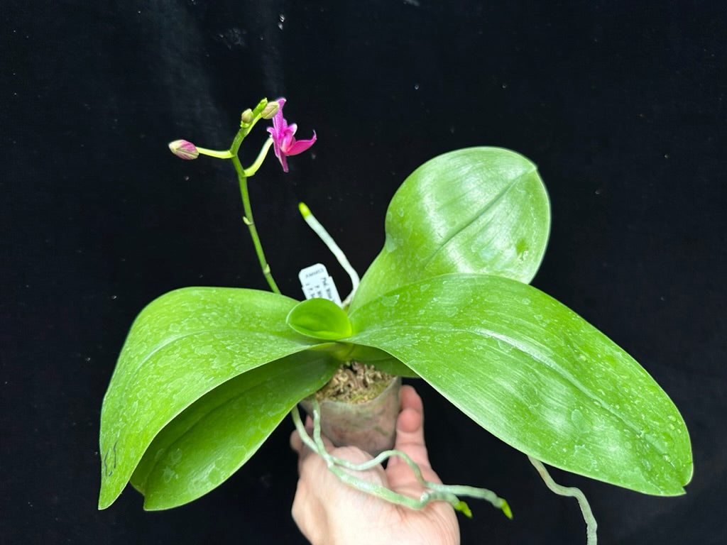 Phalaenopsis Mituo Vivien 230815