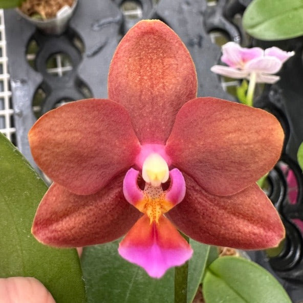Phalaenopsis Unique Lady Georgie 'LM280'