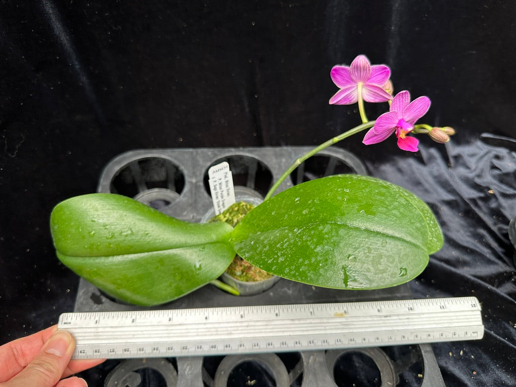 Phalaenopsis Mituo Vivien 240817 Flowering