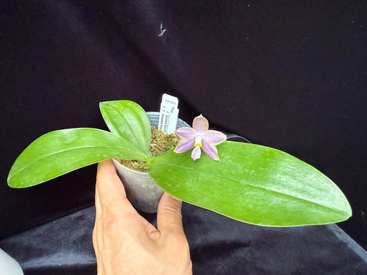 Phalaenopsis (Mainshow Blue Elf x Mainshow Blue Tint) 250517 Flowering