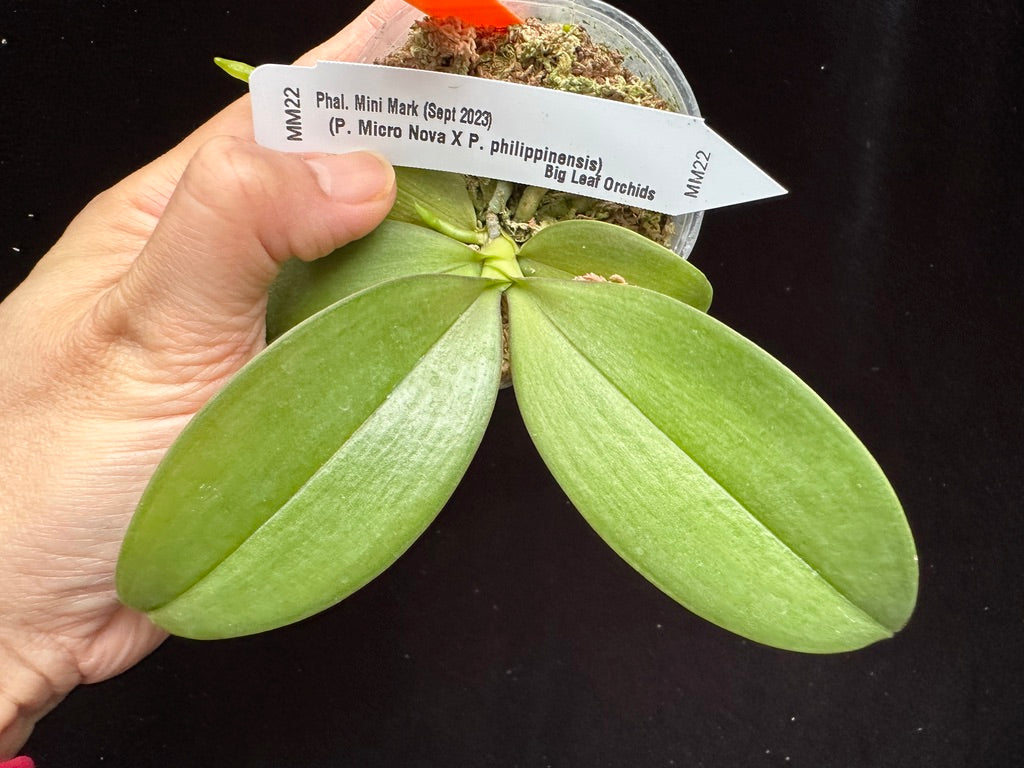 Phalaenopsis Mini Mark (Clones) Spiking