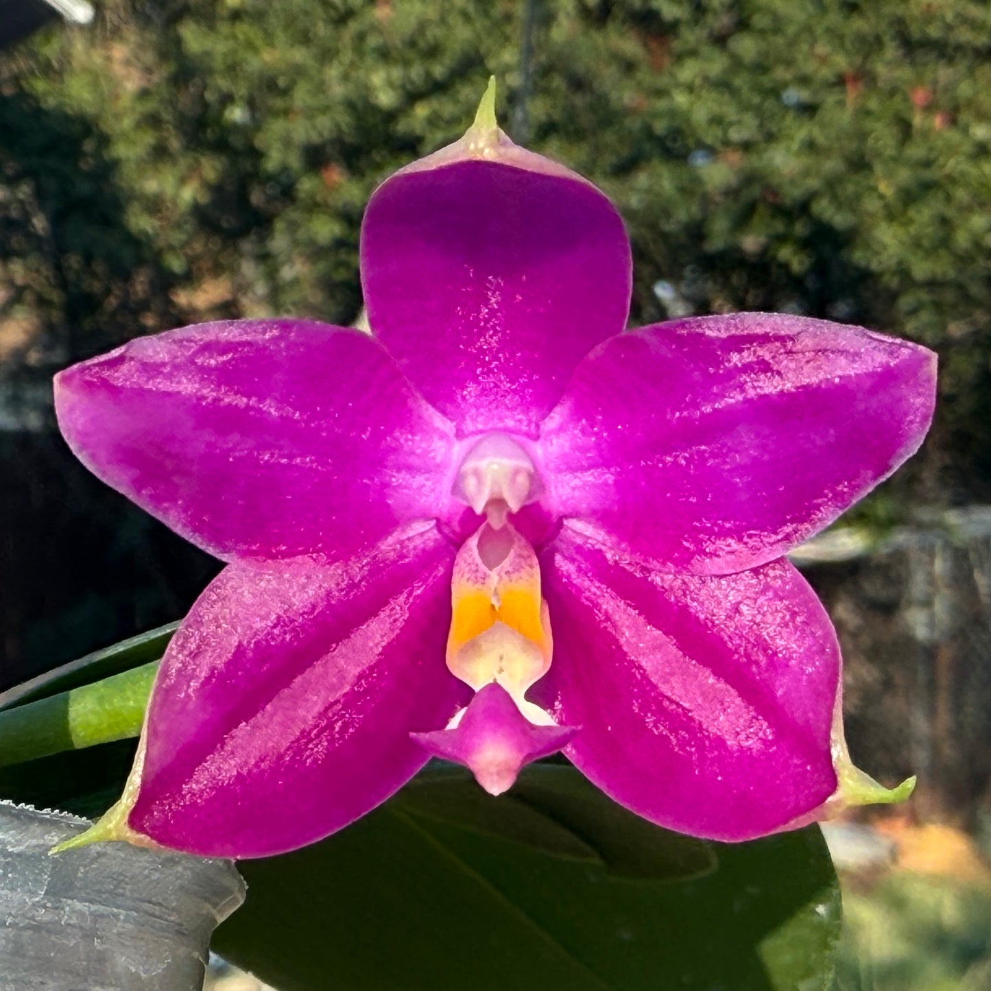 Phalaenopsis Mituo Reflex Dragon Blue-2' AM/AOS x Lioulin Bluebird QA-079 Seed Grown