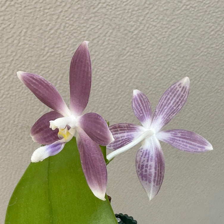 Phalaenopsis tetraspis 'Wilson 712'