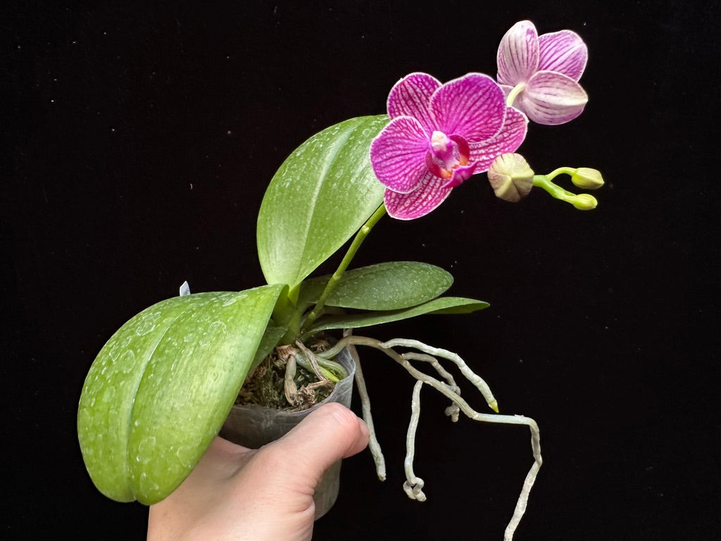 Phalaenopsis Mituo Special Vivien 240203 Flowering