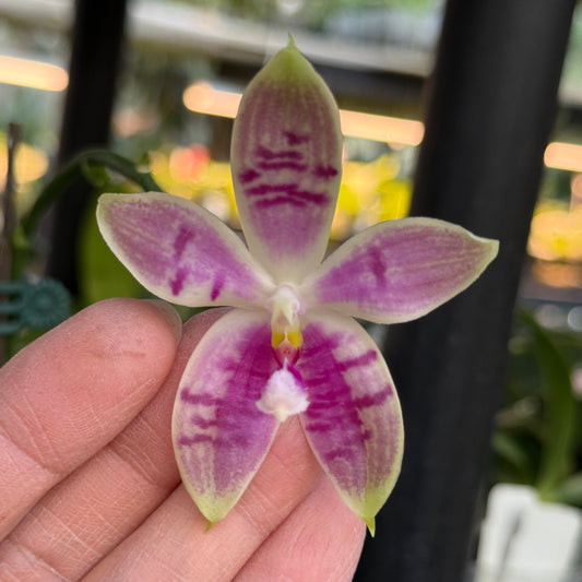 Phalaenopsis SWR Wild Champagne 'Cheers'