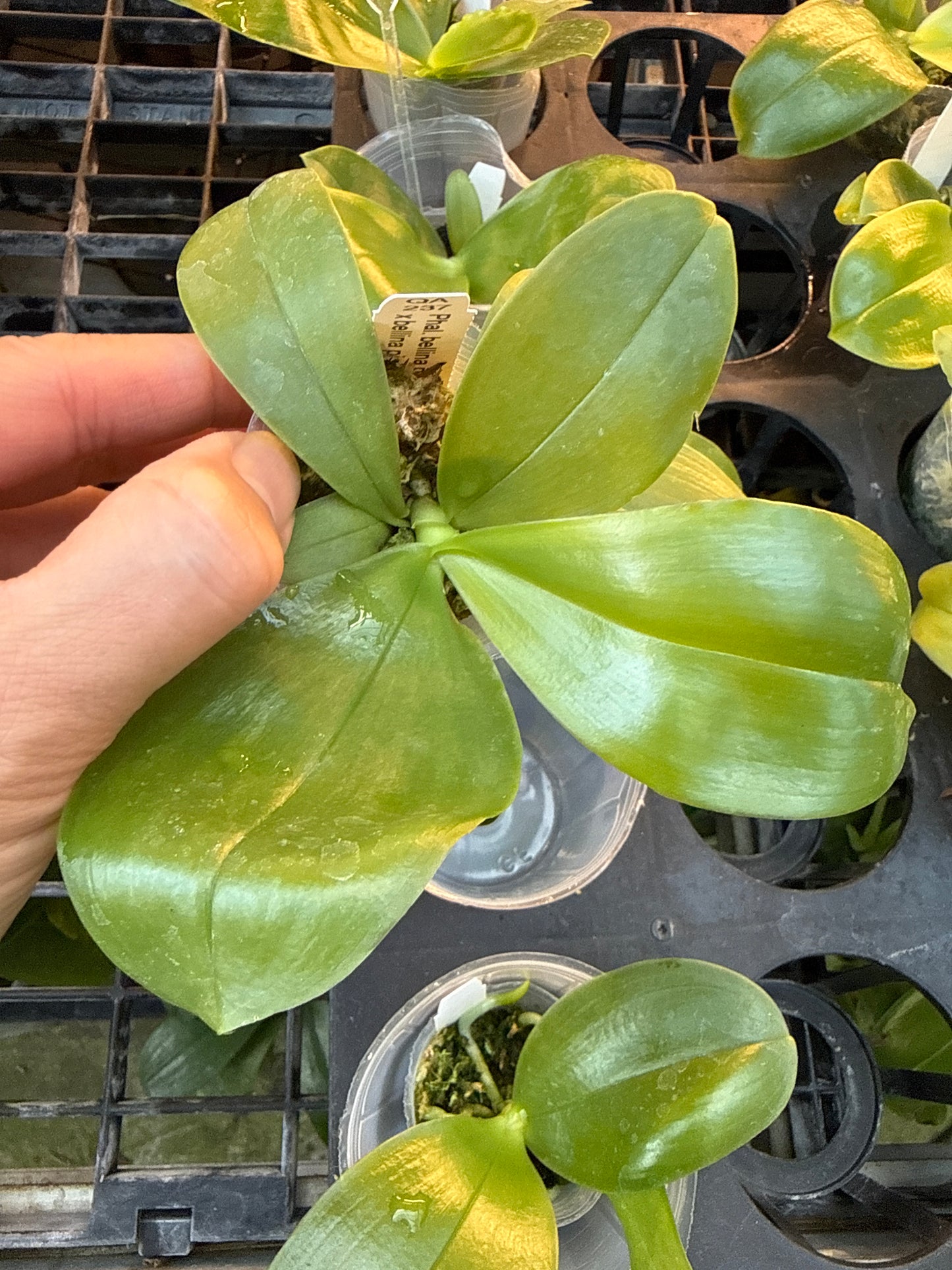 QA237 Phalaenopsis bellina f. delicata x sib (pink wild type x round) - Seed Grown