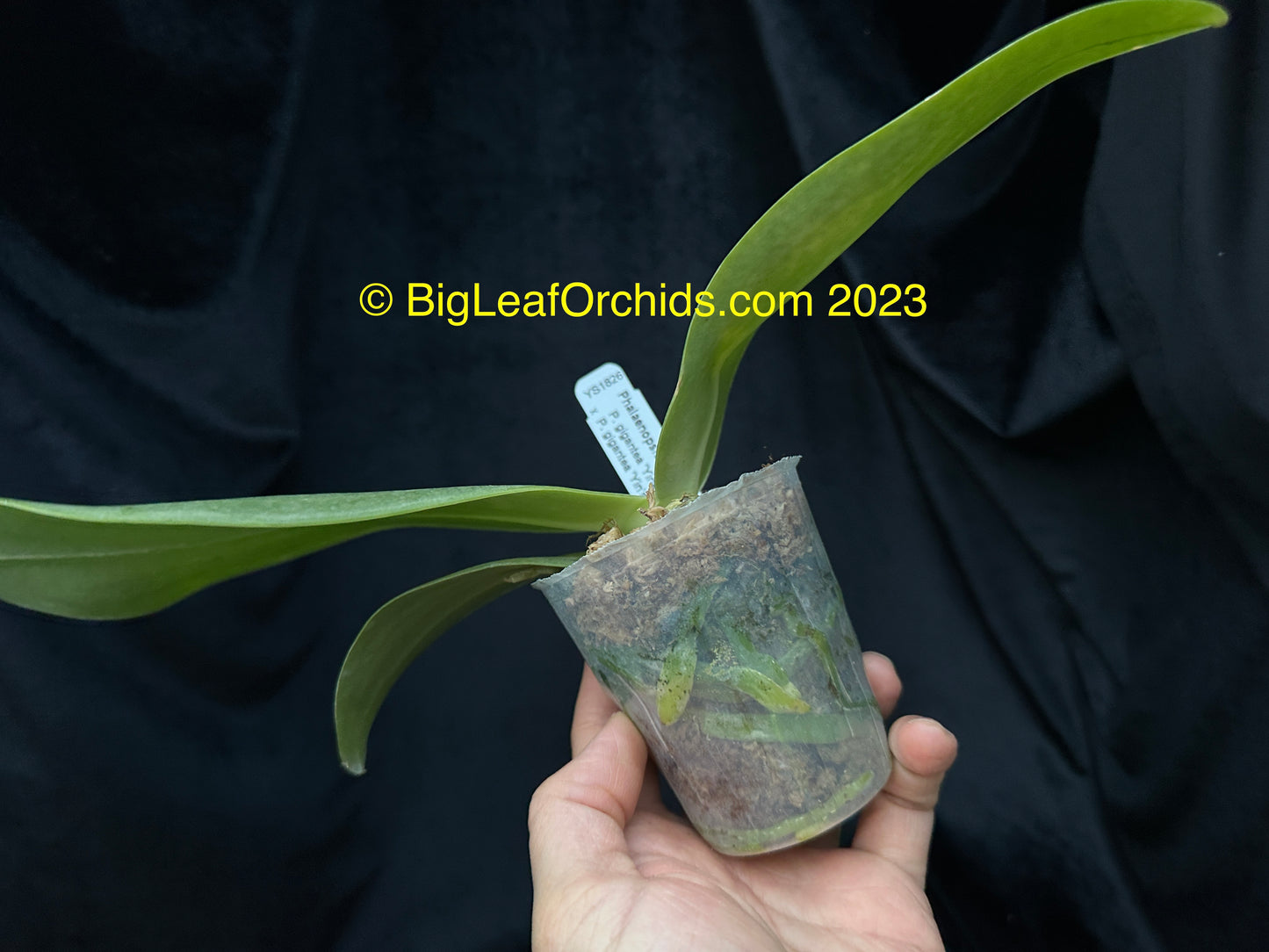 Phalaenopsis gigantea 'Yin#2' x 'Yin's Best'