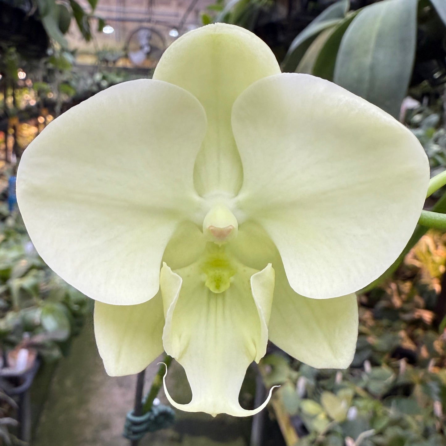 Phalaenopsis ((P. Golden Apollon x (Taida Pearl x Little Gem Stripes)) x Tying Shin Ice Cream - Seed Grown