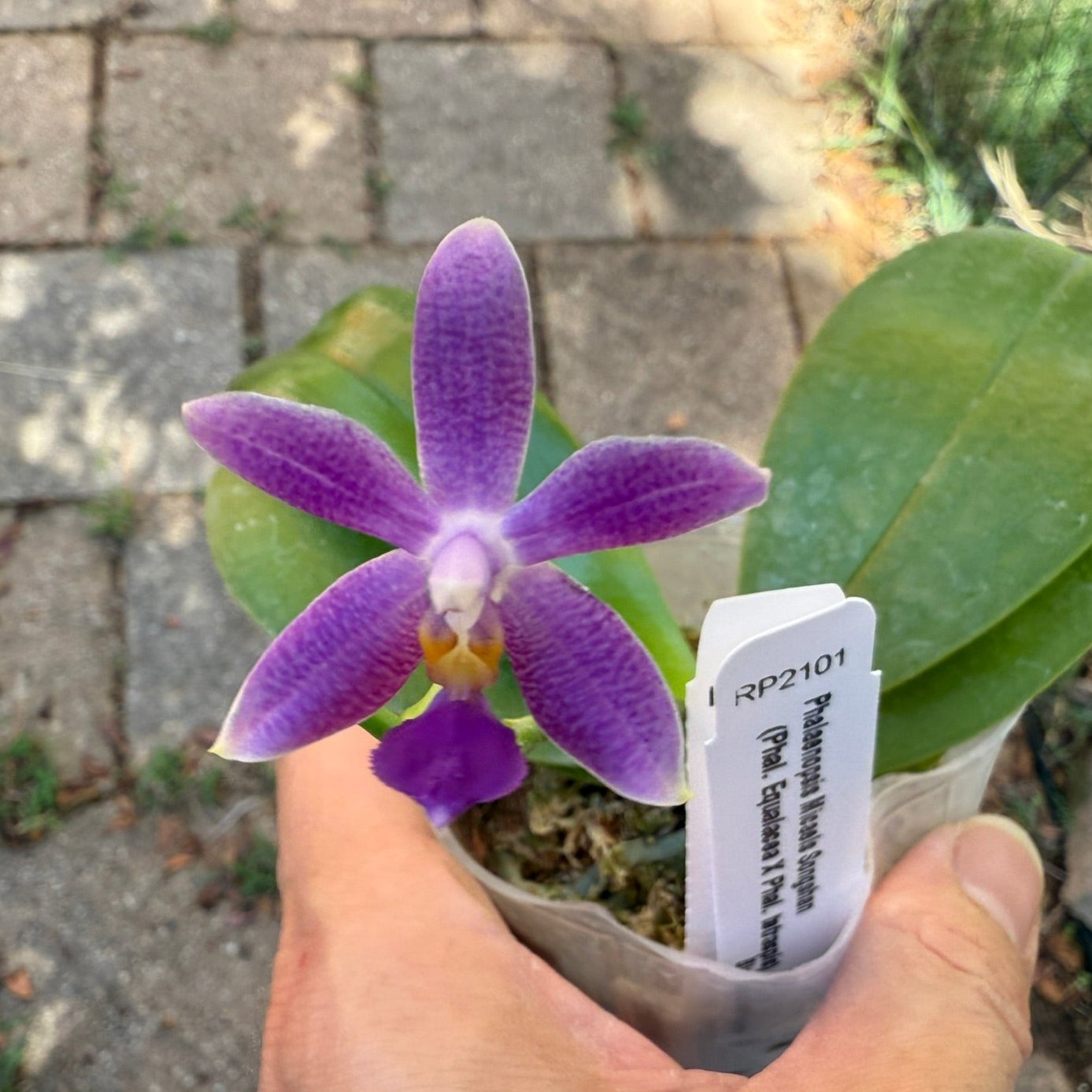 Phalaenopsis Micaels Songshan 240923-B Flowering