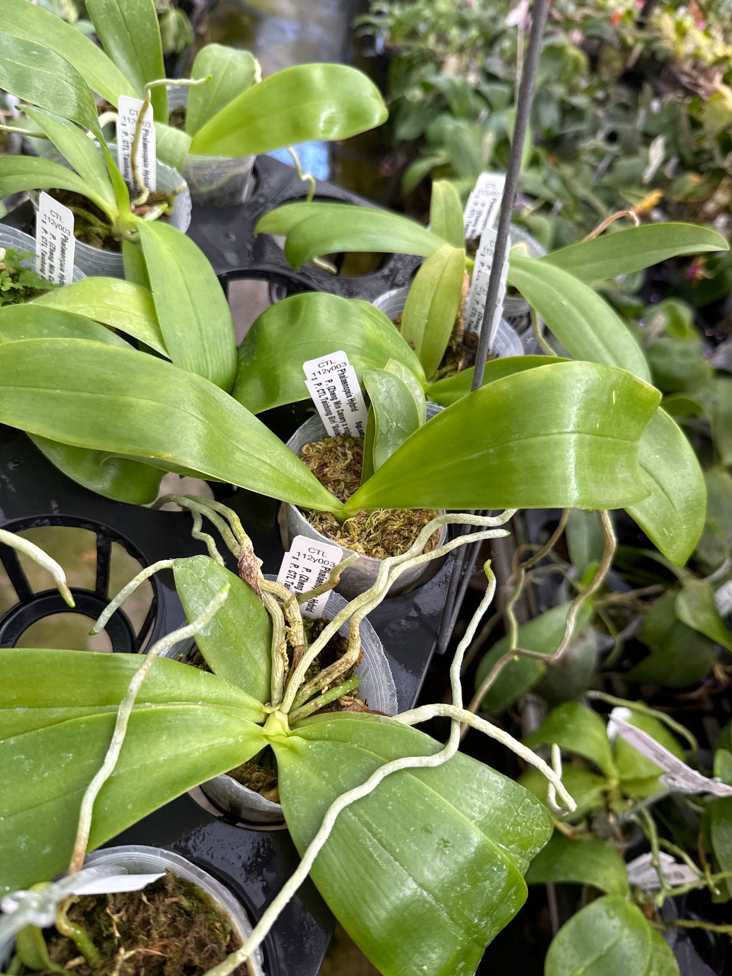 Phalaenopsis (Zheng Min Canary-violacea x CTL Taichung Girl) Seed Grown