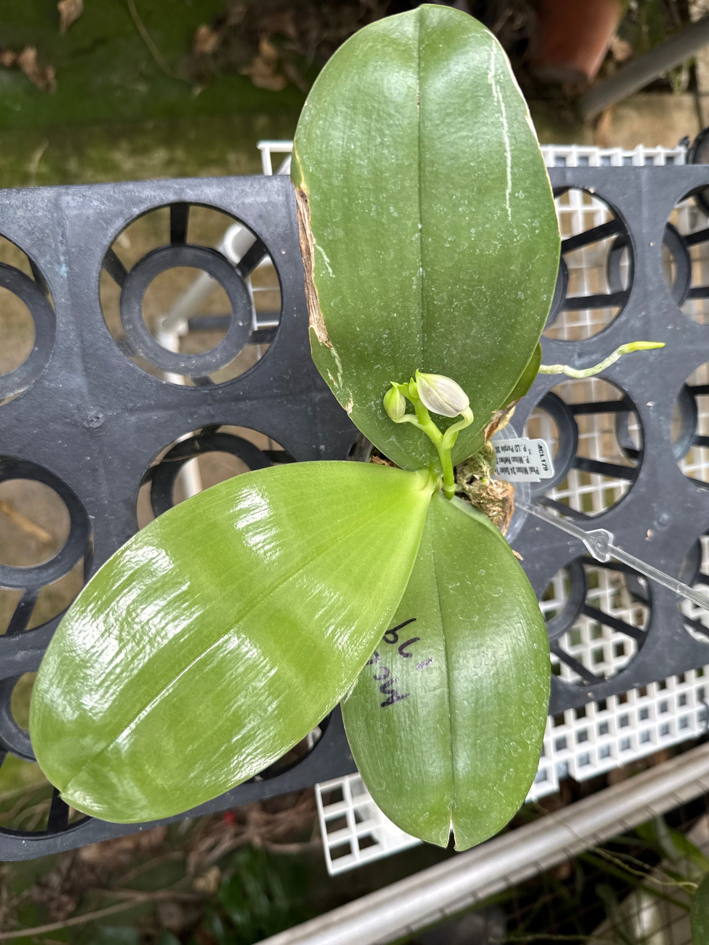 Phalaenopsis Mituo 24 Solar Terms 'Totoro' Budding
