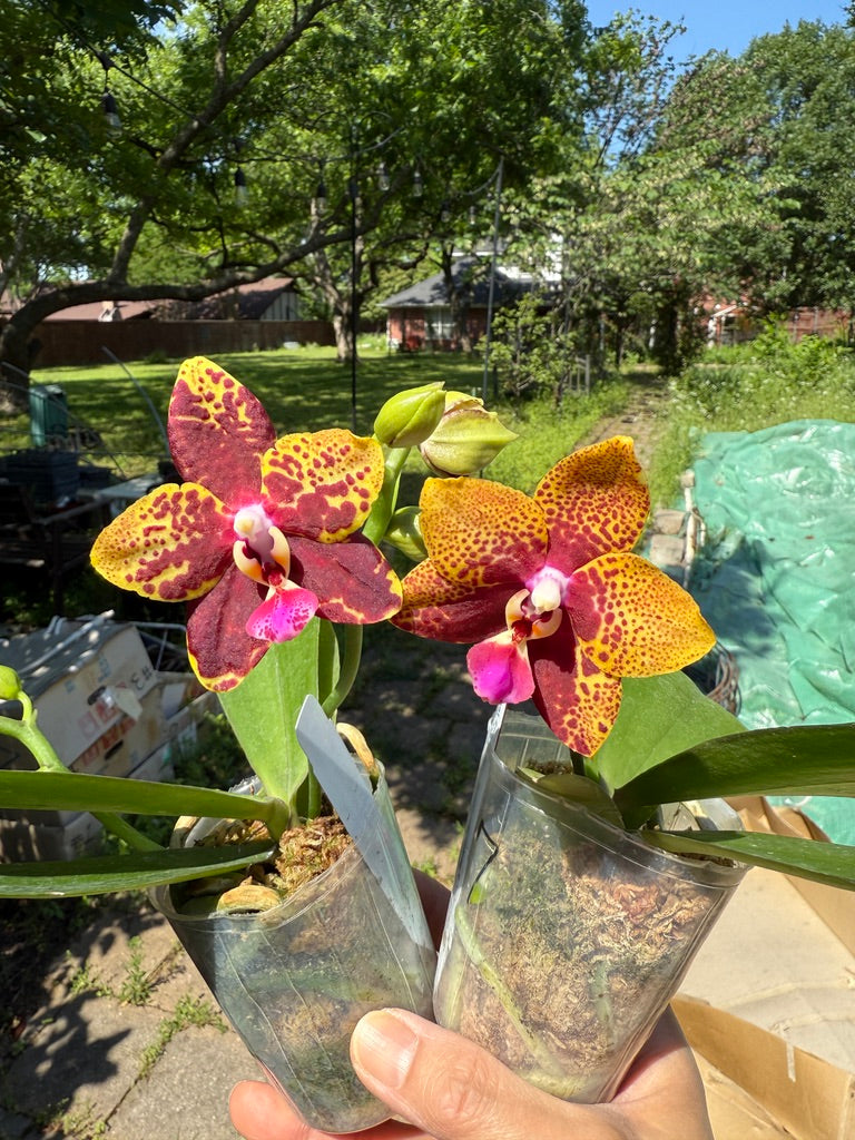 Phalaenopsis Zheng Min Anaconda 'Wilson'