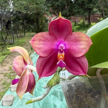 Phalaenopsis Mituo Red Smurfs - seed grown
