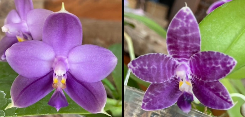 Orchid Flask Phal Mainshow Sapphire x Mainshow Blue Elf