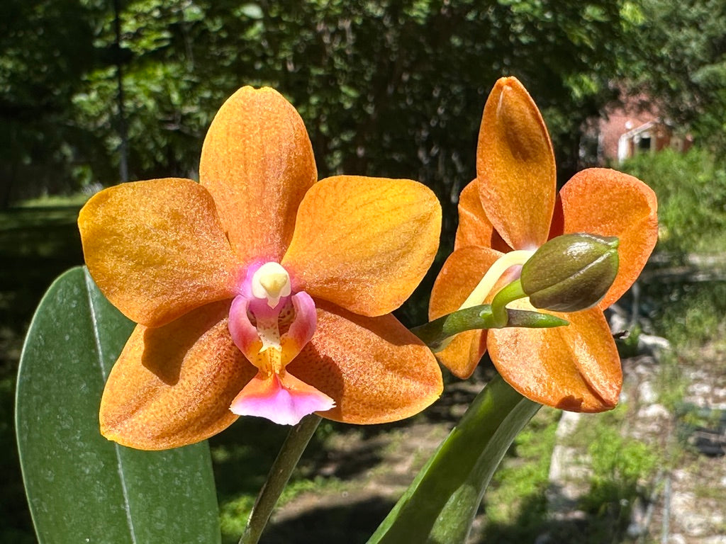 Phalaenopsis Unique Lady Georgie 'LM280'