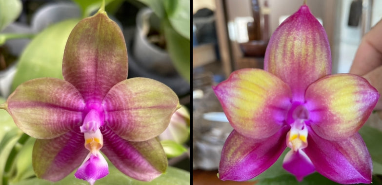 Phalaenopsis Mainshow Colourful x Mituo Love, Seed Grown